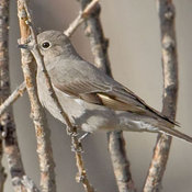 Townsend's Solitaire